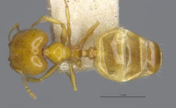 Media type: image;   Entomology 30037 Aspect: habitus dorsal view